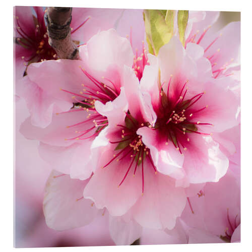 Akrylglastavla Almond blossoms