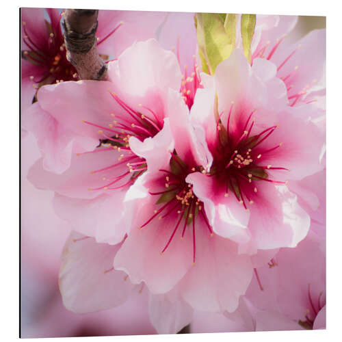 Aluminiumtavla Almond blossoms