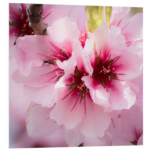 Quadro em PVC Almond blossoms