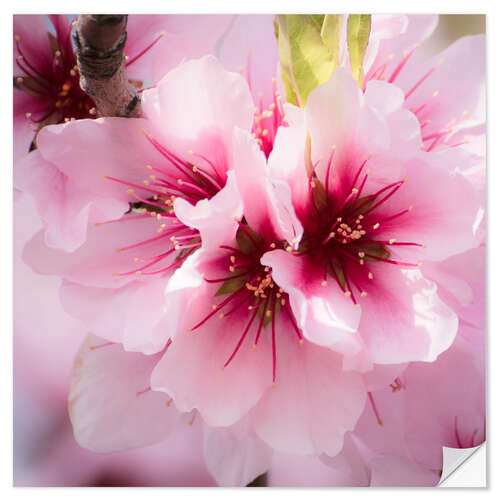 Sisustustarra Almond blossoms