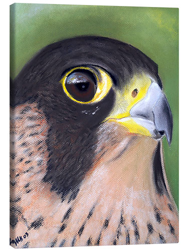 Canvas print Attentive Peregrine Falcon