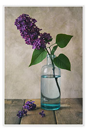 Poster Stilleben mit frischen lila Blume