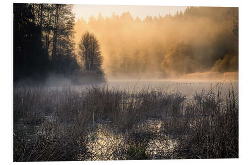 Foam board print Foggy morning on the lake