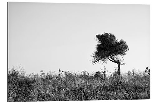 Quadro em alumínio Olive tree monochrome