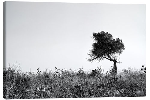 Canvas print Olive tree monochrome