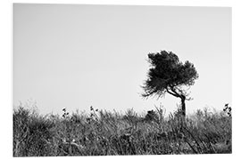 Foam board print Olive tree monochrome