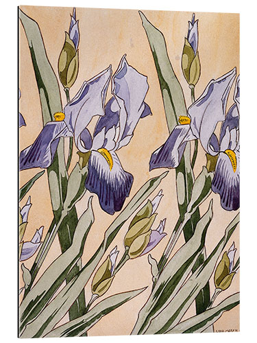 Gallery print Iris