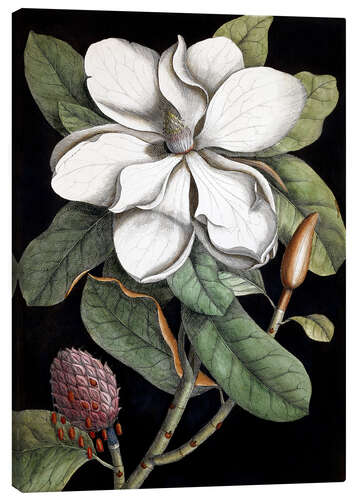 Canvas print Magnolia