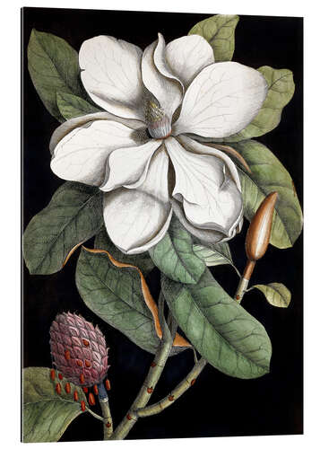 Galleriprint Magnolia