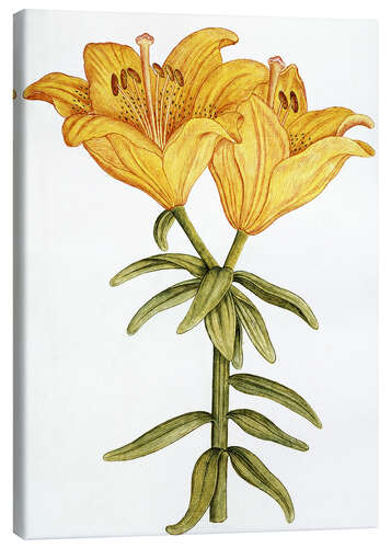 Canvas print Yellow Lily