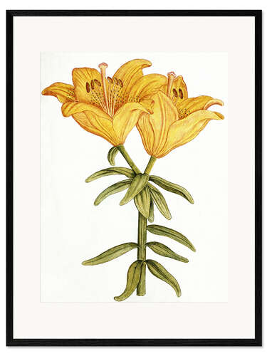 Stampa artistica con cornice Yellow Lily