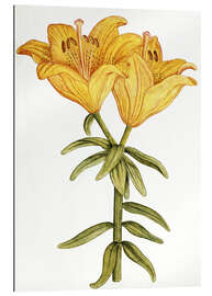 Gallery print Yellow Lily