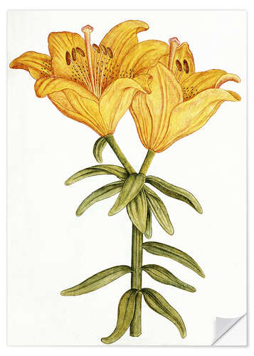 Sticker mural Yellow Lily