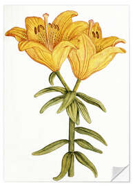 Wall sticker Yellow Lily