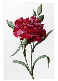 PVC print A Dark Red Carnation