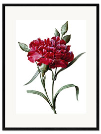 Impressão artística com moldura A Dark Red Carnation
