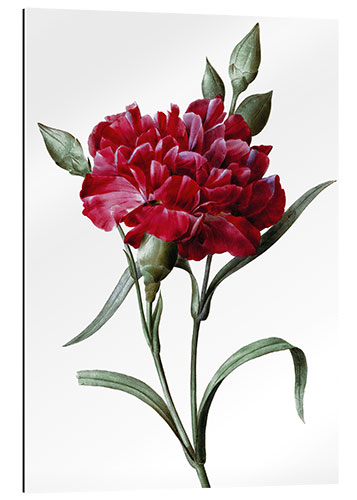 Galleritryk A Dark Red Carnation