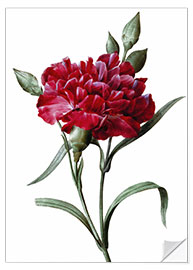 Selvklebende plakat A Dark Red Carnation