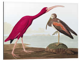 Tableau en aluminium Ibis rouge