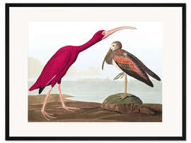 Gerahmter Kunstdruck Scharlachsichler