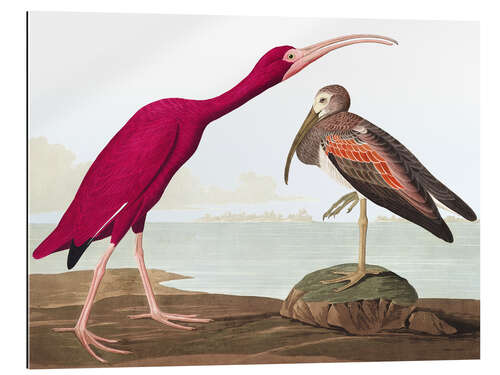 Gallery print Scarlet ibis