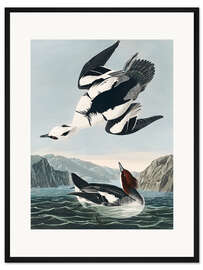 Gerahmter Kunstdruck Zwergsäger oder weiße Nonne