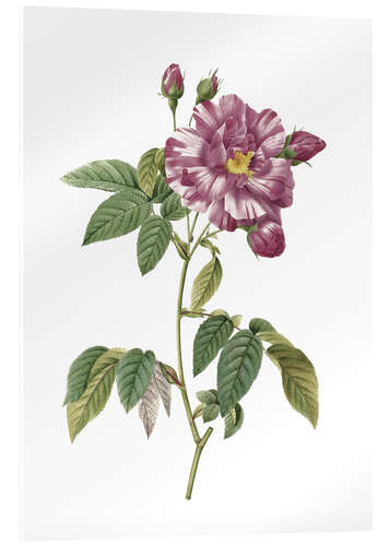 Acrylic print Rosa Gallica Versicolor (Rosa mundi rose)