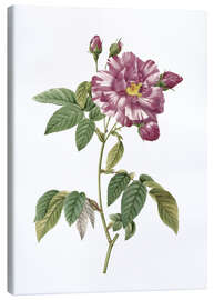 Canvas print Rosa Gallica Versicolor (Rosa mundi rose)