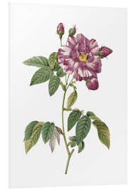 Foam board print Rosa Gallica Versicolor (Rosa mundi rose)