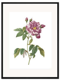 Gerahmter Kunstdruck Rosa Gallica versicolor (Rosa mundi rose)