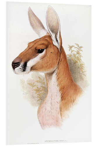 Quadro em PVC Kangaroo - Osphranter Rufus