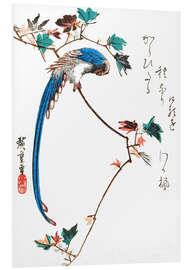 Foam board print Blue Magpie on Maple Branch