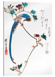 Gallery print Blue Magpie on Maple Branch