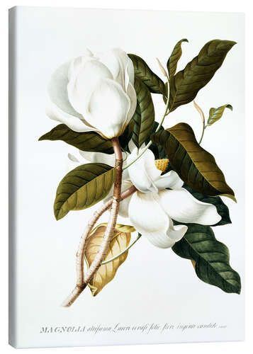 Canvas print Magnolia
