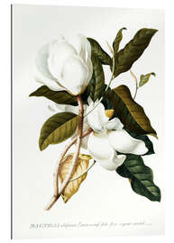 Gallery print Magnolia