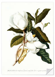 Wall sticker Magnolia