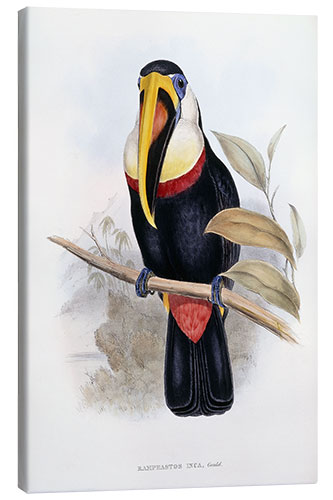 Canvas-taulu Cuvier
