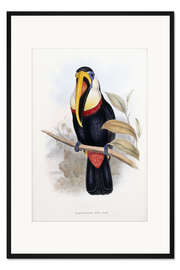 Gerahmter Kunstdruck Weißbrusttukan