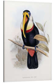 Magnettafel Weißbrusttukan