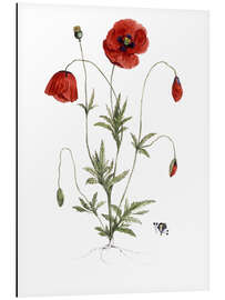 Aluminium print Papaver