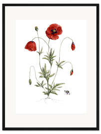 Gerahmter Kunstdruck Klatschmohn