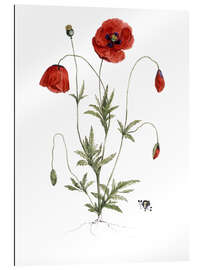 Galleriprint Poppy