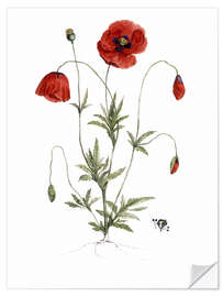 Wall sticker Poppy