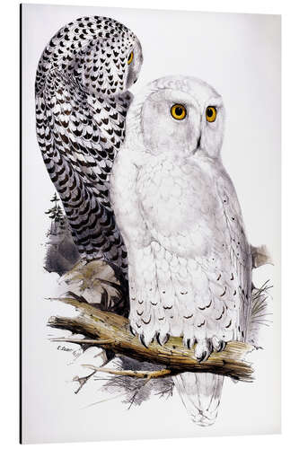 Quadro em alumínio Snowy Owl