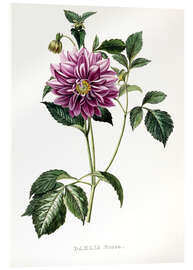 Acrylglasbild Dahlia Rosea