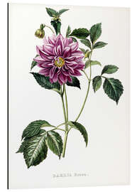 Obraz na aluminium Dahlia Rosea