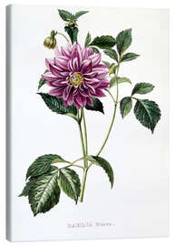 Lærredsbillede Dahlia Rosea