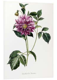 Hartschaumbild Dahlia Rosea