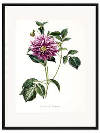 Gerahmter Kunstdruck Dahlia Rosea