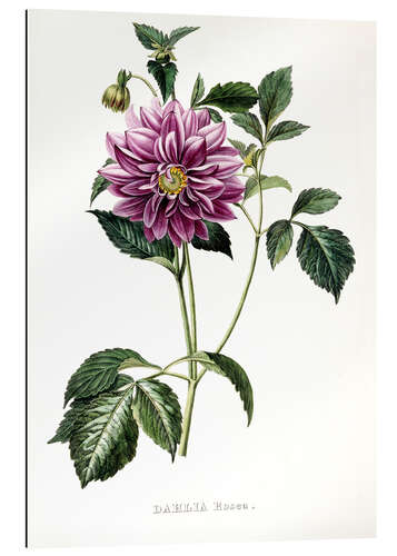 Gallery print Dahlia Rosea